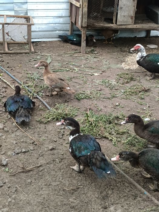 Продам индоуток.