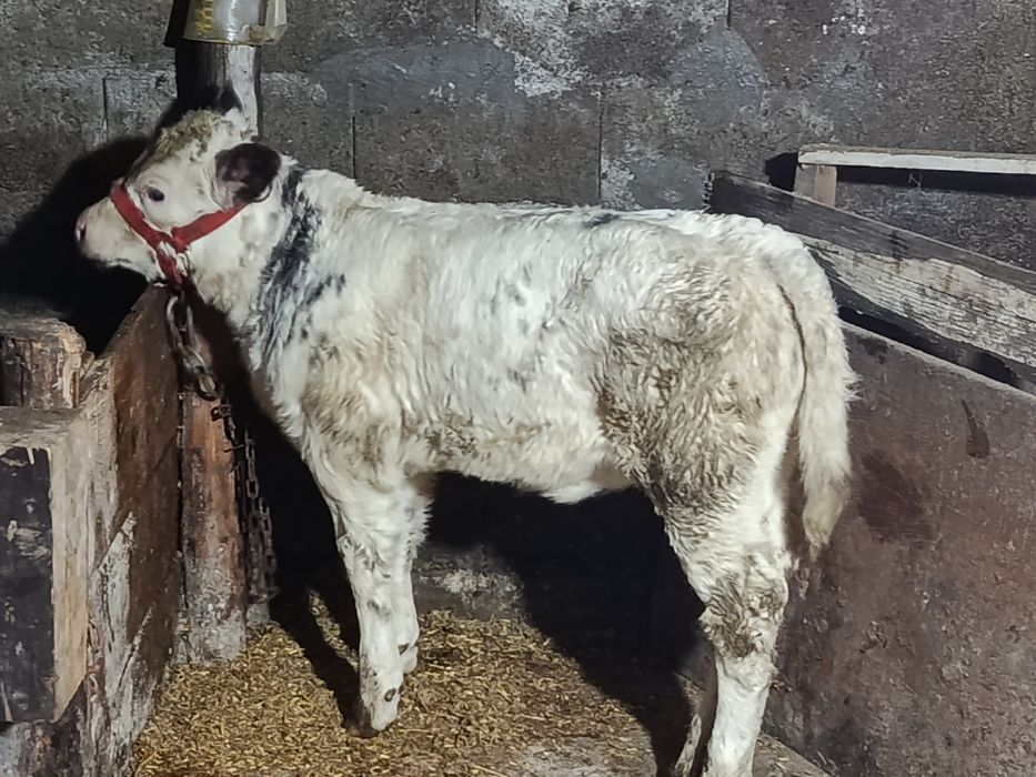 Vând vițică frumoasă