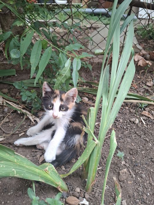 Котета търсят новия си дом