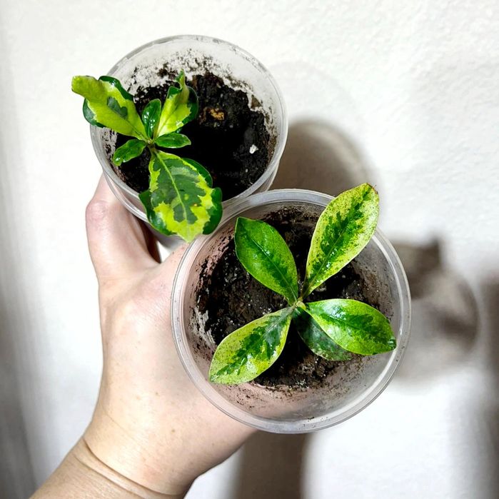 Гардения жасминовидная