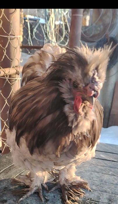 Cocoși mătase japoneză satin