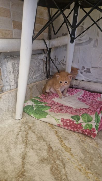 Отдам котёнка в хорошие руки