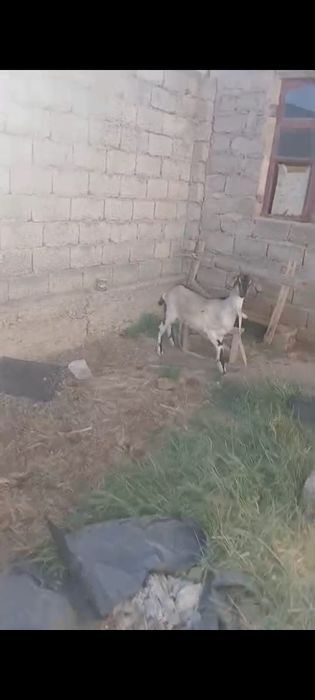 альпийский саунды ешкі сатылады