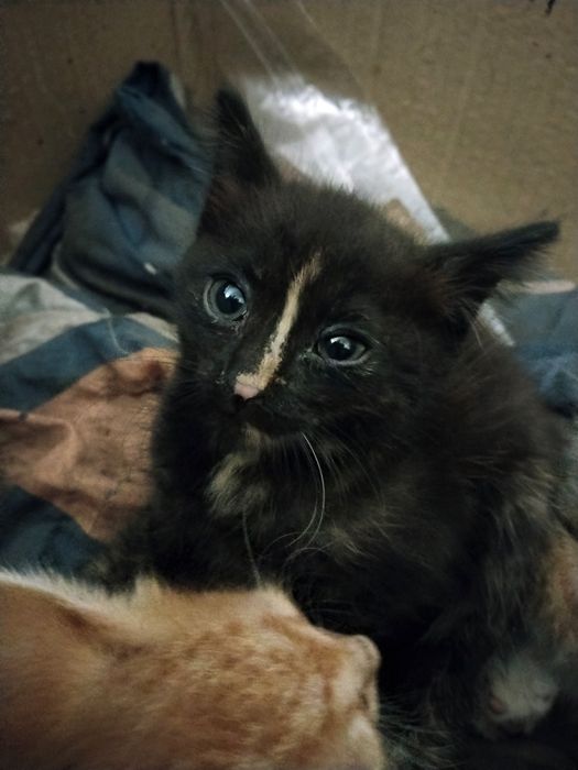 Котята крысыловы