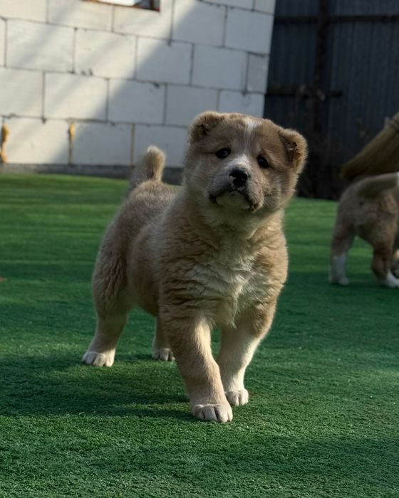 Алабай девочка (САО)