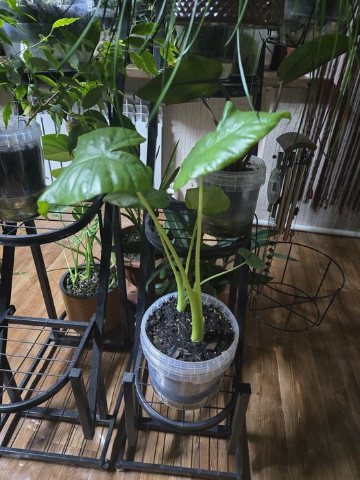 Продается Алоказия.