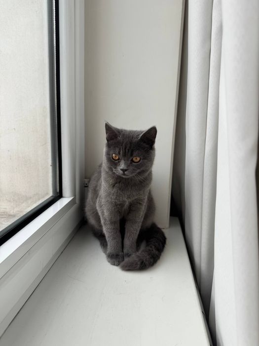 Пристраиваю кошек в добрые руки