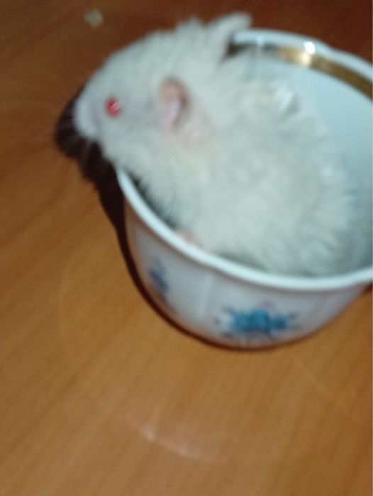 Отдам хомяков породистые