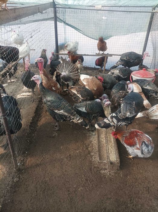 Продавам домашни пуйки.