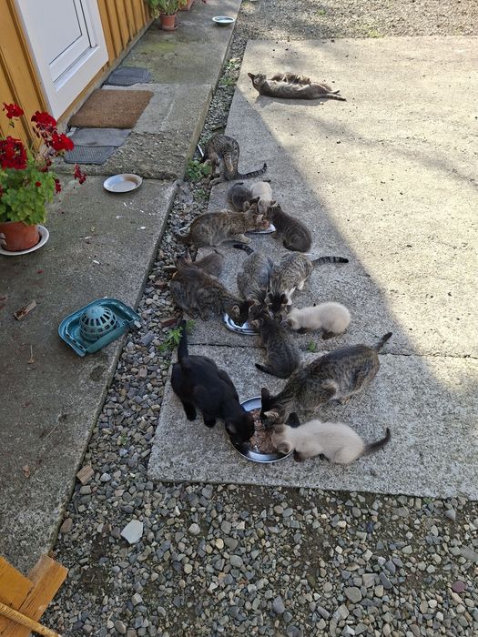 Dăruiesc pisici fără bani