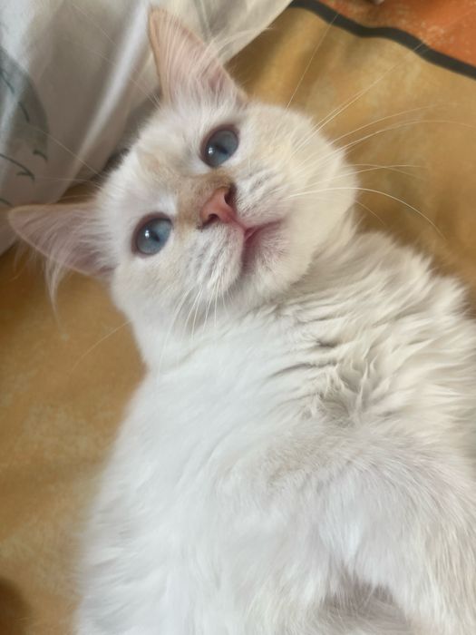 котики милые,игривые красивые