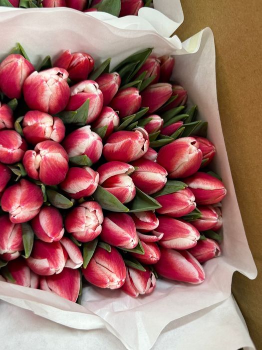 Продажа голландских тюльпанов