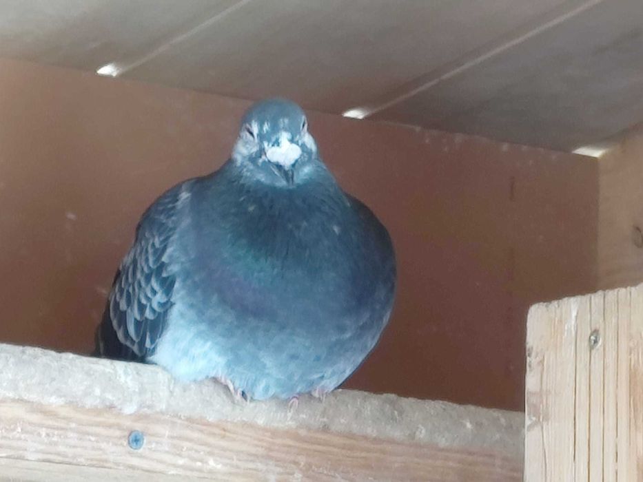 Vând porumbei pui și bătrâni printre care dețin și câțiva straini