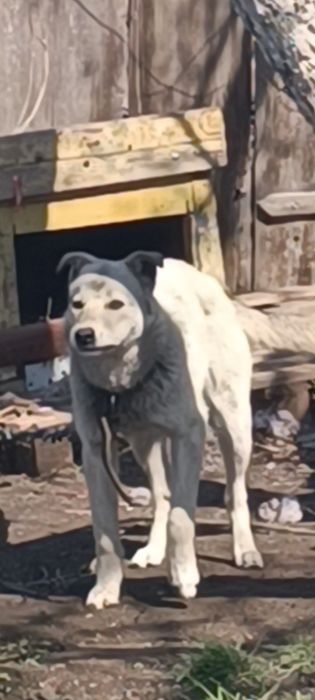 Щенок подросток девочка