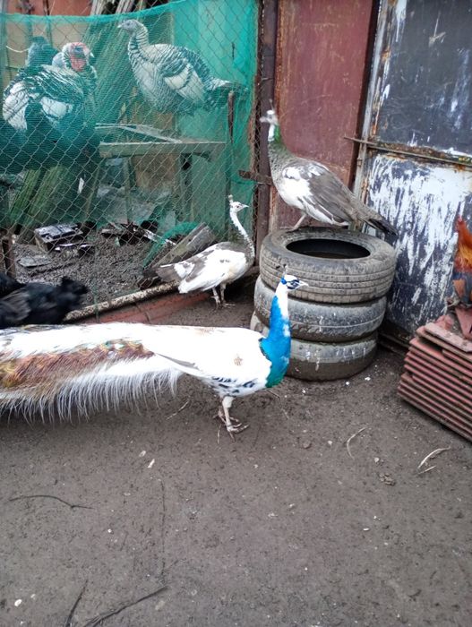 Pauni arlechin maturi și tineri arlechin .