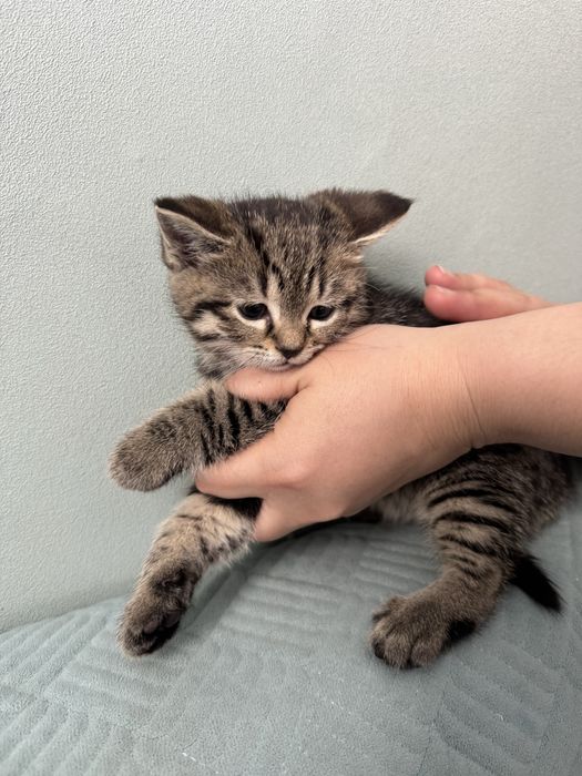 Котенки пародистые