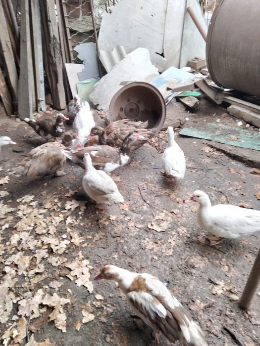 Продаются индоутки