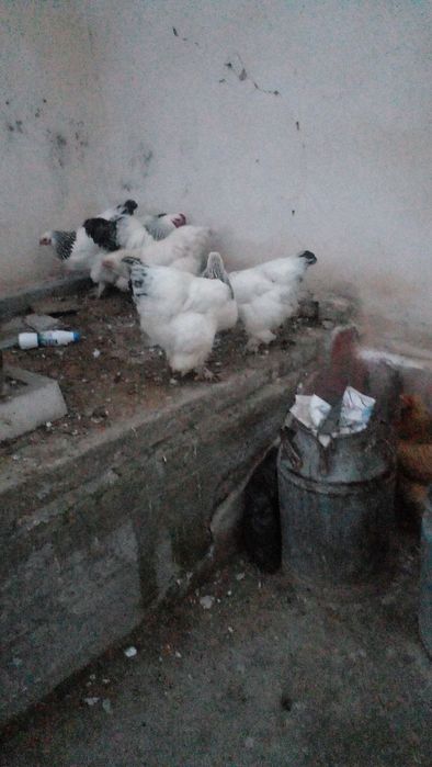 Brama tovuq zotdor tuxumlar