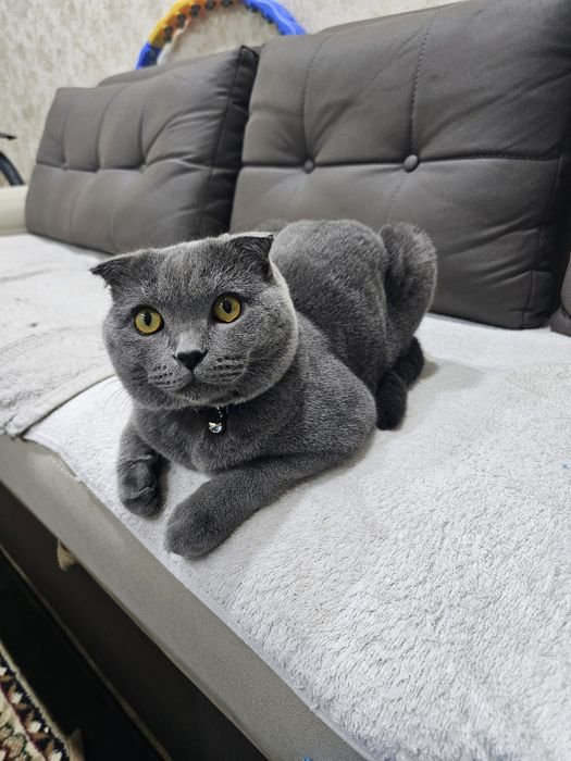 ВЯЗКА! Шотландская вислоухая мушук
Айол мушуклариз буса кушиш уч