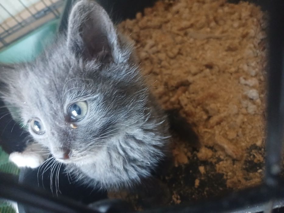 Котята, около 1,5 месяцев