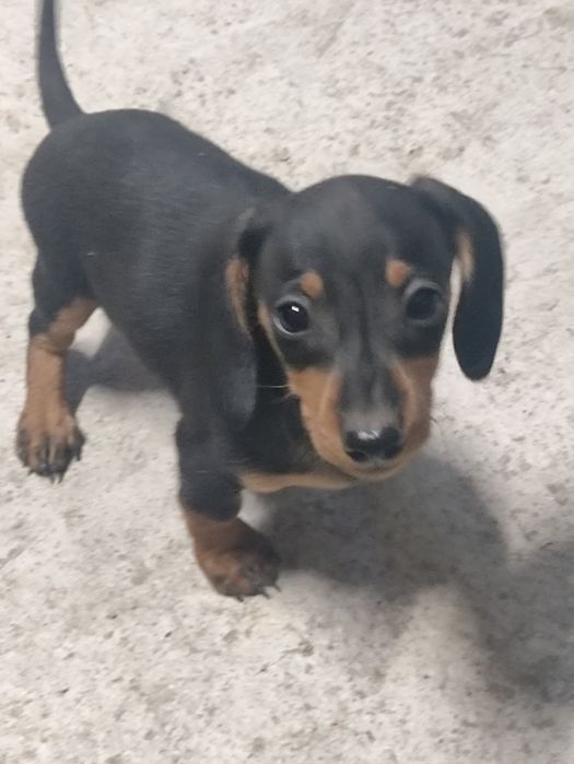 Продам Щенков такса