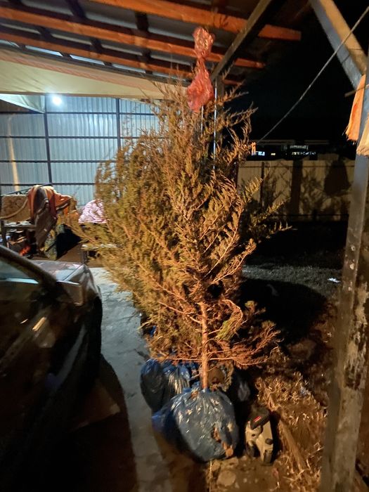 Прадам ёлку  срочна