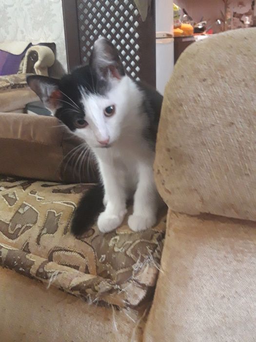 Котенок- Руслан (мальчик.)