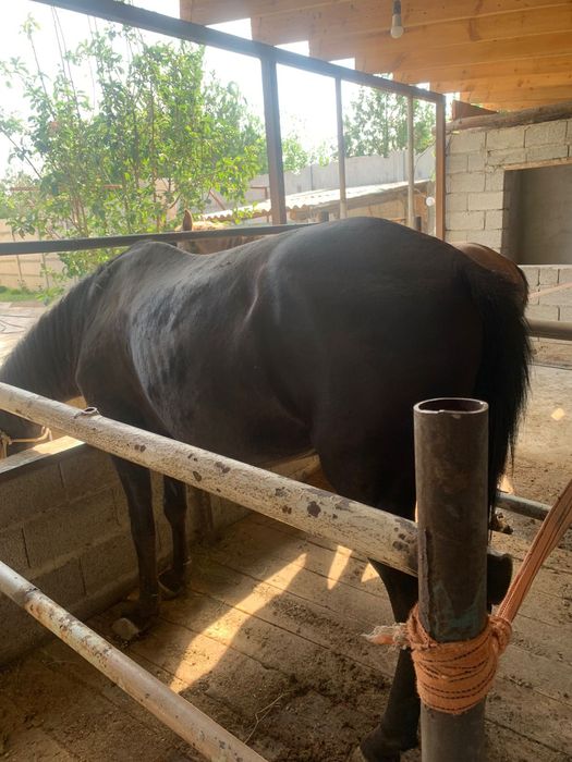 Бие сатылады семиз