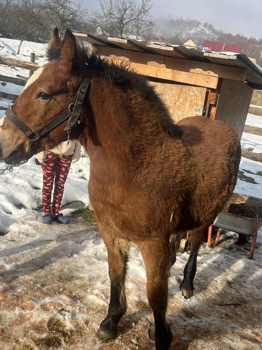 Vând mânz de 5 luni