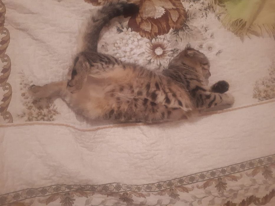 Шотландский вислоухий Кошка