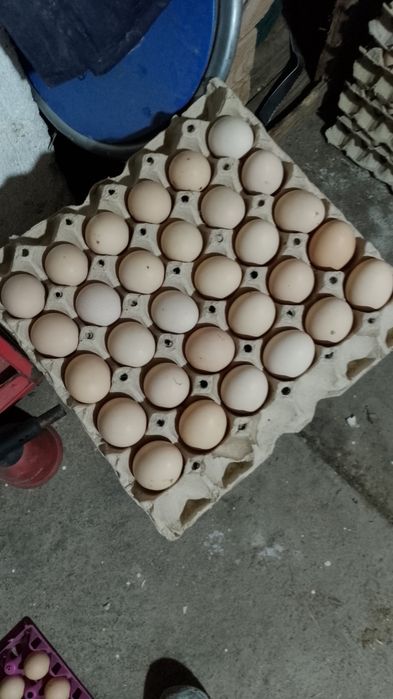 Oua găină 50.bani bucata