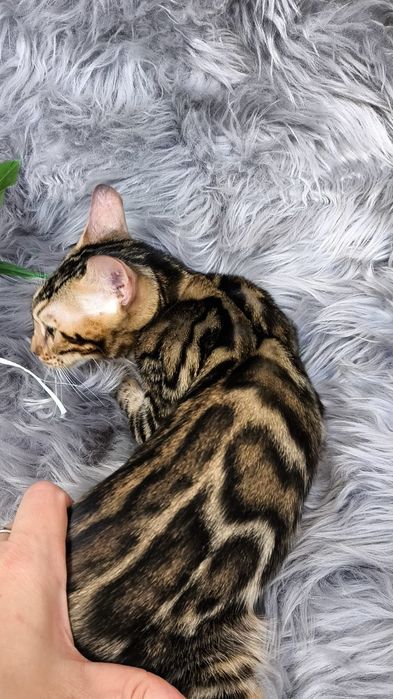 Бенгальские котята Золото