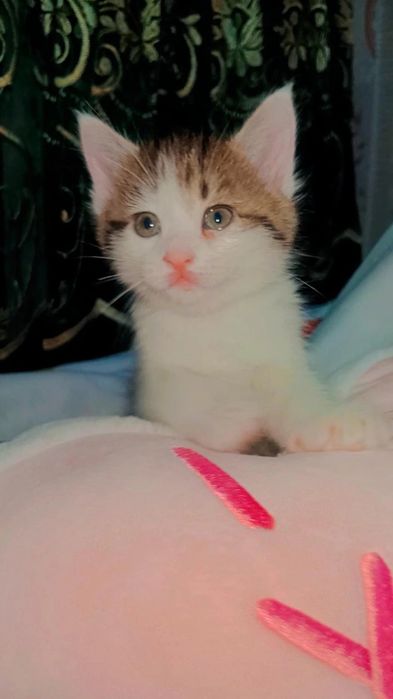 Котятки ищут ДОМ. Здоровые.