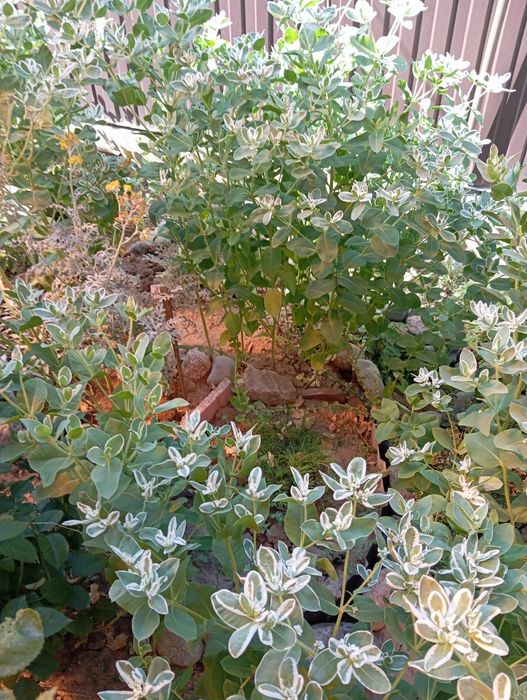 Продам кустики вечной невесты