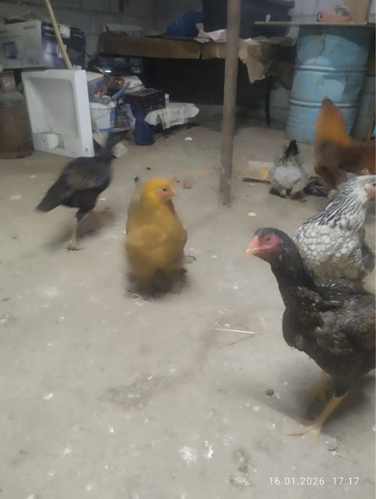 Брам тауыктарыы сатылады