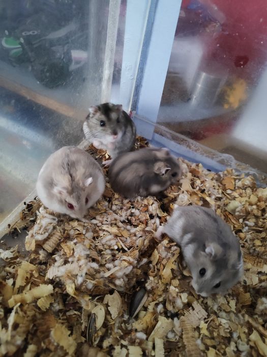 Хомяки Джунгарии