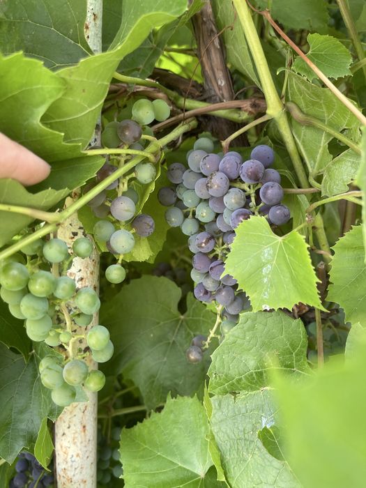 Продам дачи на Солнечной долине