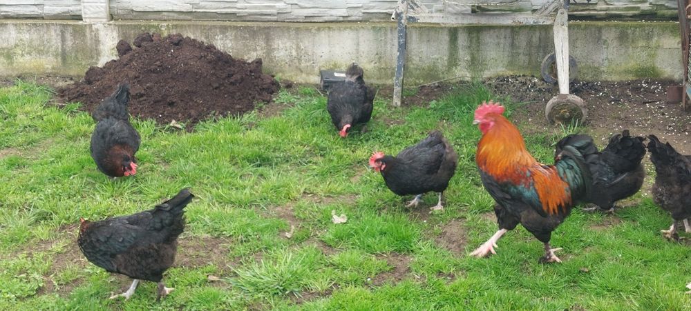 Vand gaini rasa marans