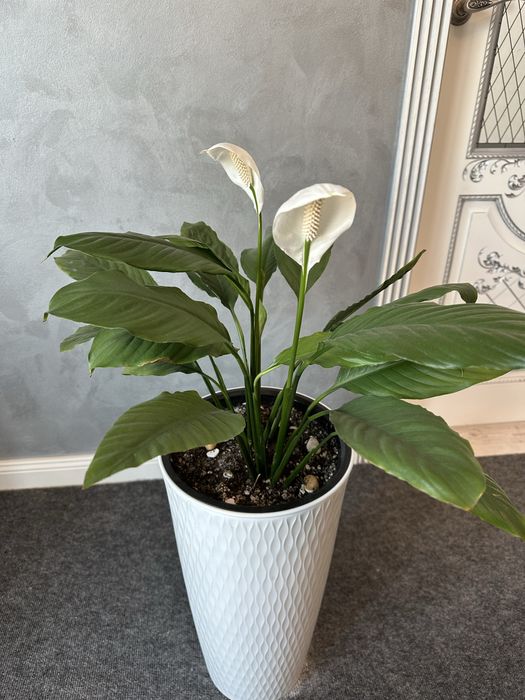 Комнатные растения в напольных кашпо, продается вместе с кашпо