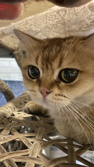 британская короткошёрстная кошка золотая шиншилла, кастрированный