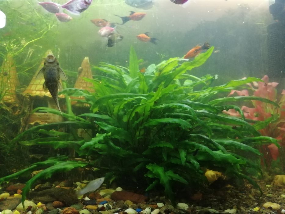 Аквариумные растения