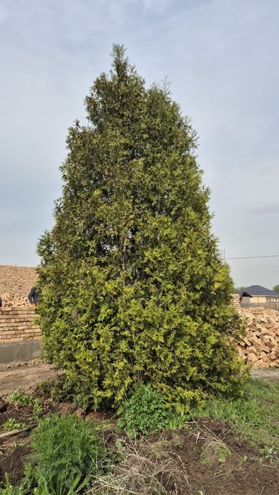 Продам живую ёлку