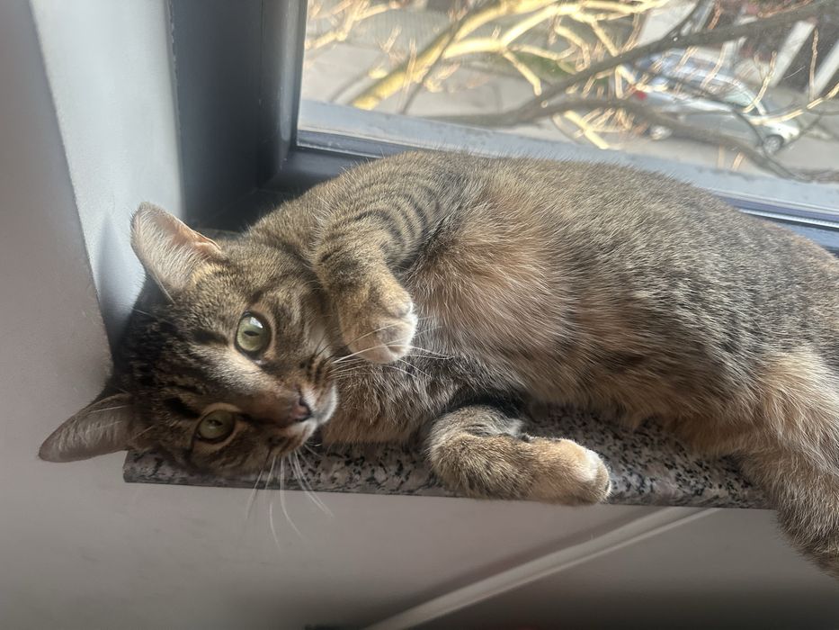 Luna isi cauta casuta