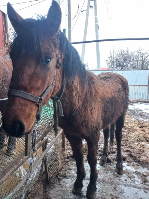 Продаётся тай полторашка.