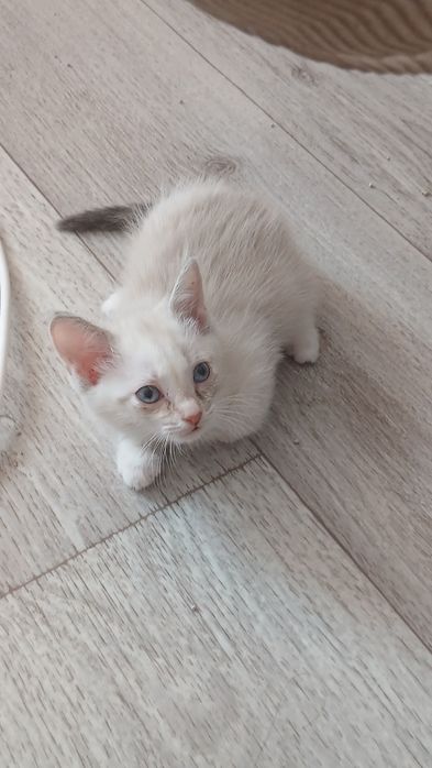 Отдам котят,все девочки.