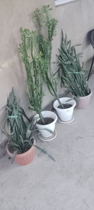 Цветок домашний в горшке