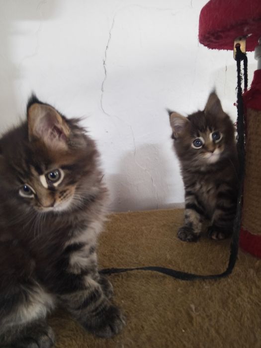 Продаются Мейн кун