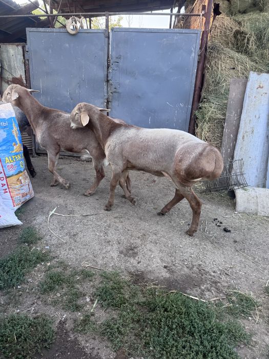 Продам Гисаров Арашанов