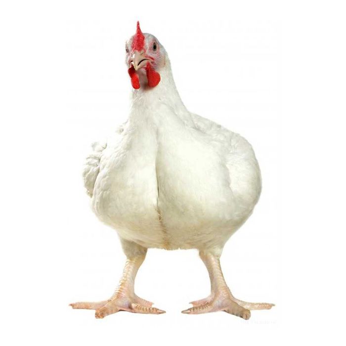 Инкубационное яйцо бройлера и несушки и других птиц