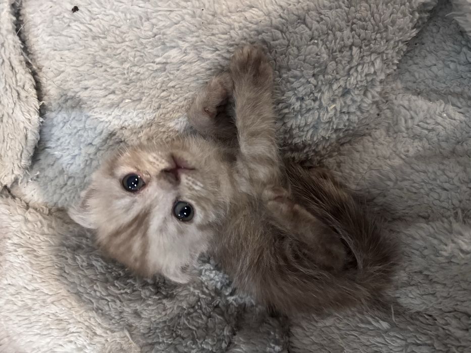продаю породистых котят